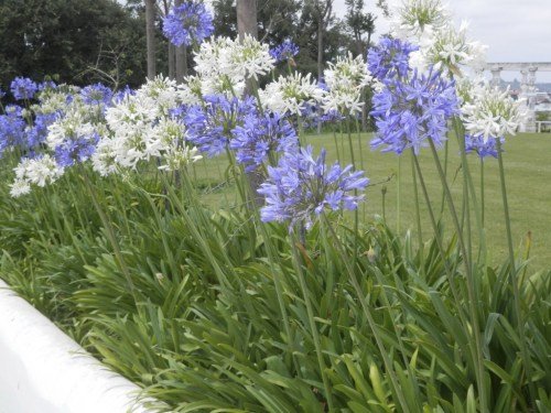 agapanthus-winter-care-1024x768-1