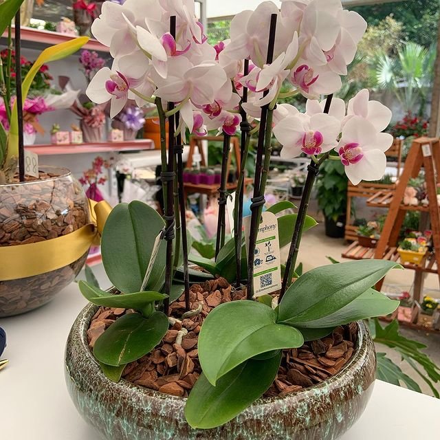 Arranjos de Orquídeas Naturais - Raposo Garden Center
