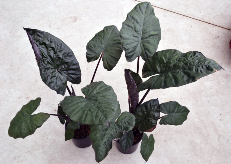 02-Alocasia-PlumbeaNigra-2022Feb-WB