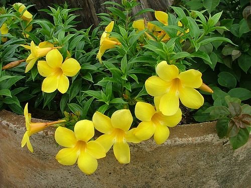 Alamanda-4-2