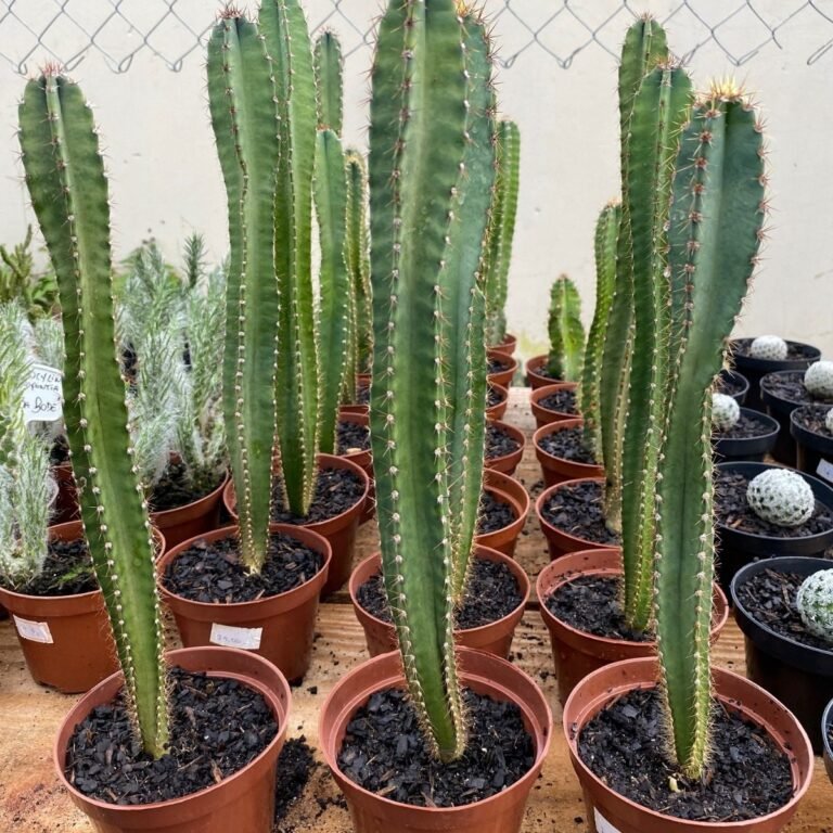 D_NQ_NP_2X_822252-MLB49213308369_022022-F