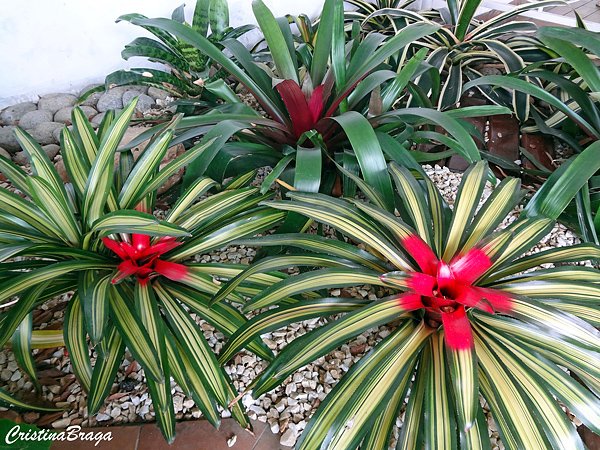 neoregelia-carolinae-1
