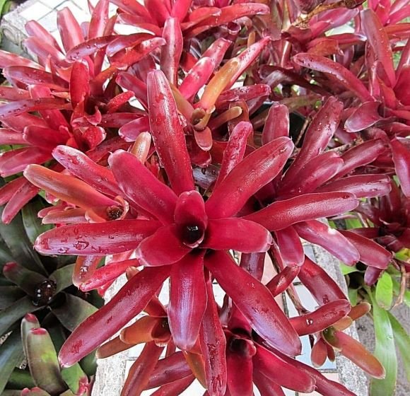 neoregelia-fireball_2nd