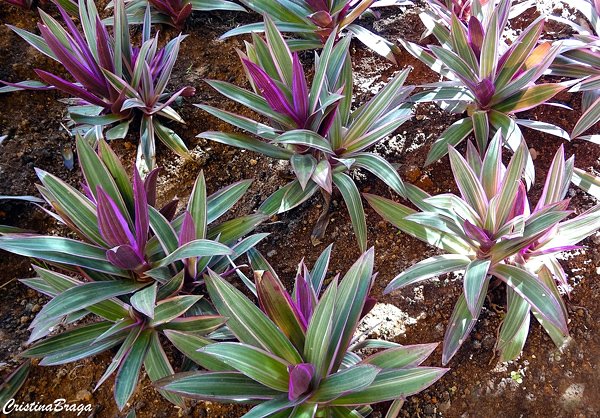 abacaxi-roxo-tradescantia-spathacea-hawaian-dwarf