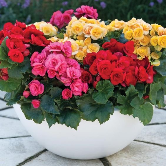 begonias-foto-44