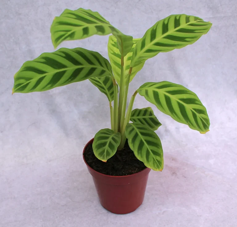 calateia_zebrina_pote_17_calathea_zebrina_171_1_a6e57532165240e6655eab0107569418