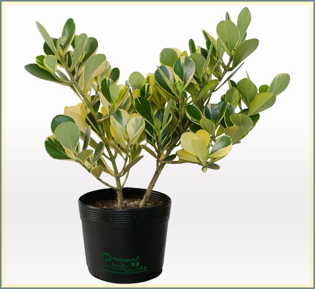 clusiavariegata