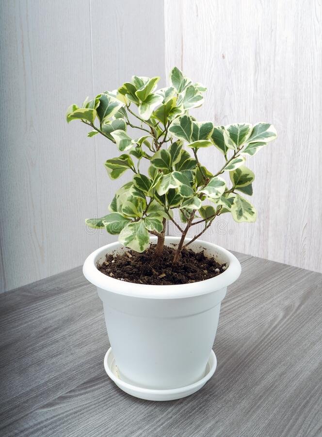 ficus-triangularis-é-um-arbusto-perene-verde-da-família-das-amoras-chamado-triangular-ou-devido-às-suas-folhas-características-212014309