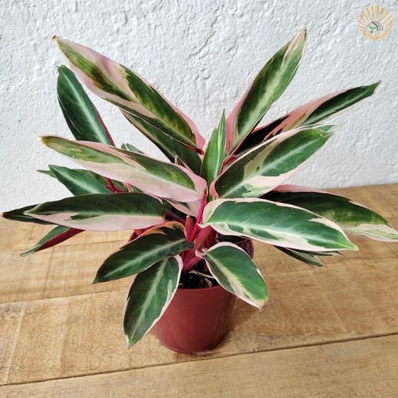 muda-maranta-tricolor-calathea-triostar