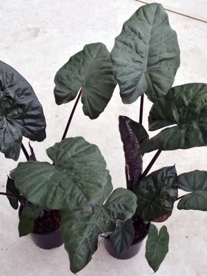 02-Alocasia-PlumbeaNigra-2022Feb-WB