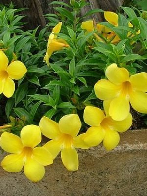 Alamanda-4-2