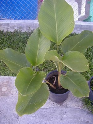 CALATHEA-LUTEA-MARANTA-CHARUTO-050M-A-070M