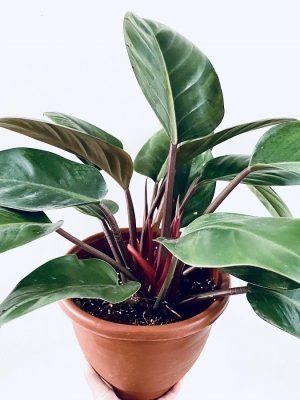 Filodendro-Roxo-Saiba-Tudo-Sobre-Essa-Planta-Linda