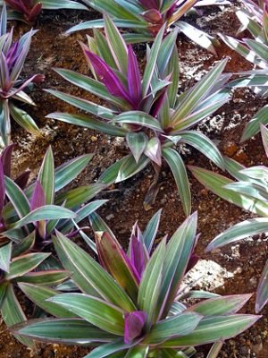 abacaxi-roxo-tradescantia-spathacea-hawaian-dwarf