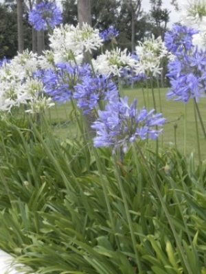 agapanthus-winter-care-1024x768-1