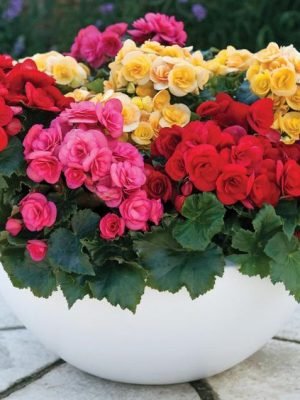 begonias-foto-44