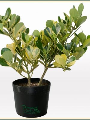 clusiavariegata