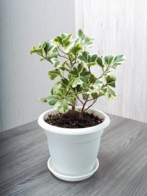 ficus-triangularis-é-um-arbusto-perene-verde-da-família-das-amoras-chamado-triangular-ou-devido-às-suas-folhas-características-212014309
