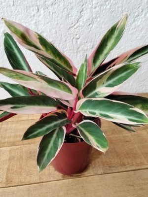 muda-maranta-tricolor-calathea-triostar