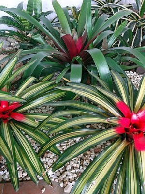 neoregelia-carolinae-1