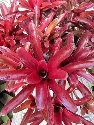 neoregelia-fireball_2nd